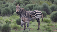Equus zebra