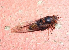 Birrima varians