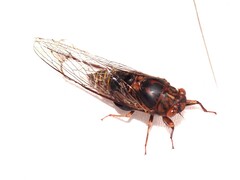 Birrima varians