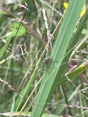 Conocephalus semivittatus