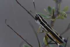 Macrotona australis