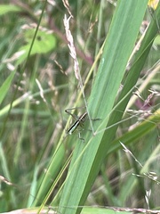 Conocephalus semivittatus