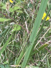 Conocephalus semivittatus