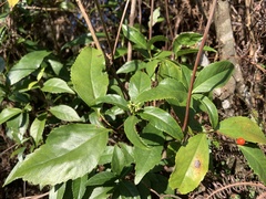 Sarcandra glabra
