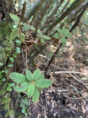 Rhododendron oldhamii