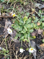 Bellis perennis