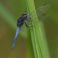 Crocothemis nigrifrons