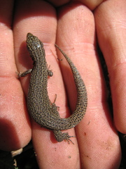 Xantusia vigilis