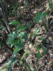 Ilex ficoidea