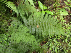 Leptopteris hymenophylloides