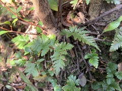Davallia repens