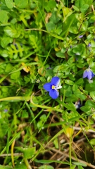 Veronica syriaca