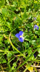 Veronica syriaca