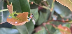 Xanthocryptus novozealandicus