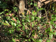 Syzygium elliptifolium