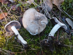Lyophyllum eustygium