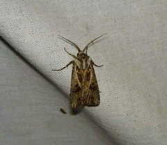 Agrotis vestigialis