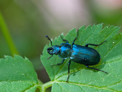 Platycerus caraboides