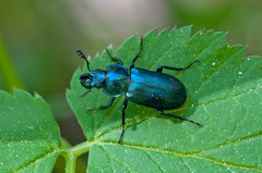 Platycerus caraboides
