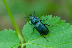 Platycerus caraboides