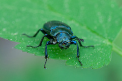 Platycerus caraboides