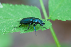 Platycerus caraboides