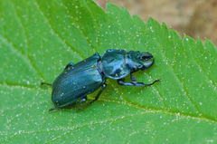 Platycerus caraboides