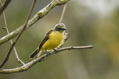 Myiozetetes granadensis