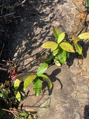 Trachelospermum