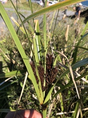 Cyperus ustulatus