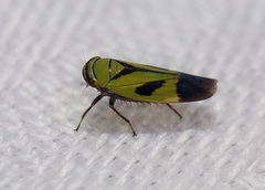 Nephotettix nigropictus