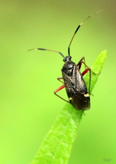 Closterotomus biclavatus