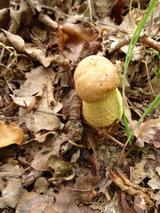 Leccinellum crocipodium