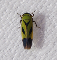 Nephotettix nigropictus