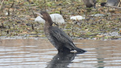 Microcarbo pygmaeus