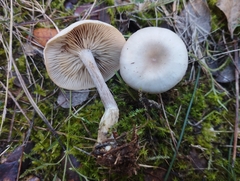 Clitocybe metachroa