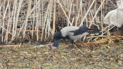 Corvus cornix