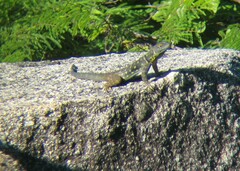 Petrosaurus thalassinus