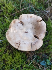 Clitopaxillus alexandri