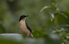 Donacobius atricapilla