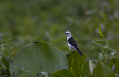 Fluvicola albiventer