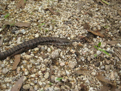 Elgaria paucicarinata