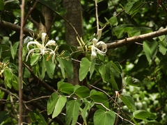 Bauhinia forficata