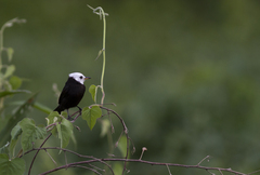 Arundinicola leucocephala