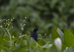 Agelasticus cyanopus