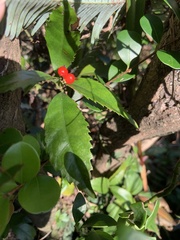 Sarcandra glabra