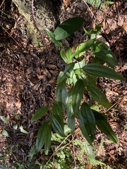 Smilax lanceifolia