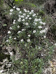 Iberis semperflorens