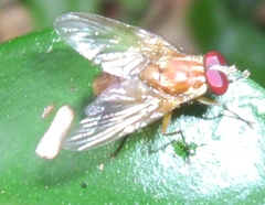 Dichaetomyia