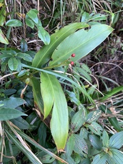 Alpinia intermedia